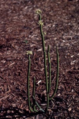 APII jpeg image of Cynanchum viminale subsp. australe  © contact APII