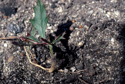 APII jpeg image of Grevillea renwickiana  © contact APII