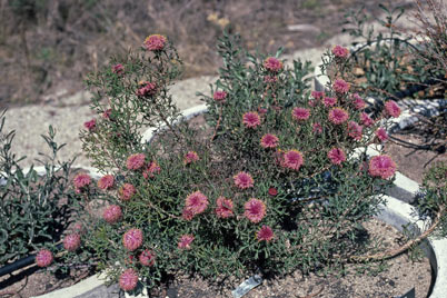 APII jpeg image of Isopogon dubius  © contact APII