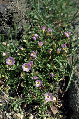 APII jpeg image of Elacholoma prostrata  © contact APII