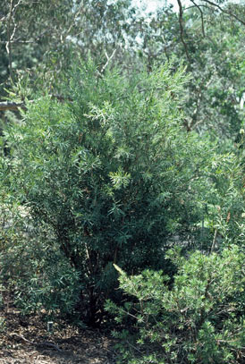 APII jpeg image of Callistemon formosus  © contact APII