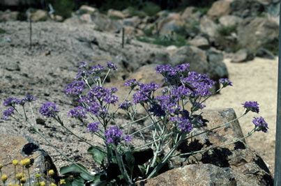 APII jpeg image of Dampiera eriocephala  © contact APII