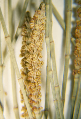 APII jpeg image of Casuarina cunninghamiana subsp. cunninghamiana  © contact APII