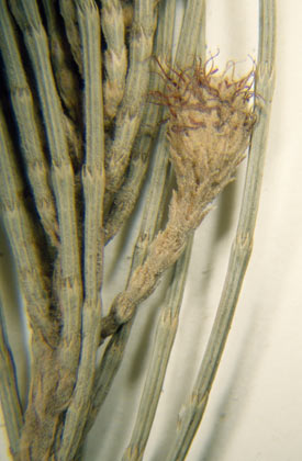APII jpeg image of Casuarina equisetifolia subsp. incana  © contact APII