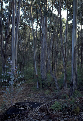 APII jpeg image of Eucalyptus globulus subsp. bicostata  © contact APII