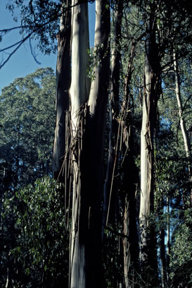 APII jpeg image of Eucalyptus regnans  © contact APII