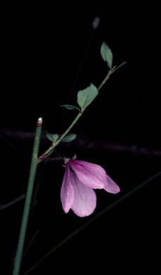 APII jpeg image of Tetratheca stenocarpa  © contact APII