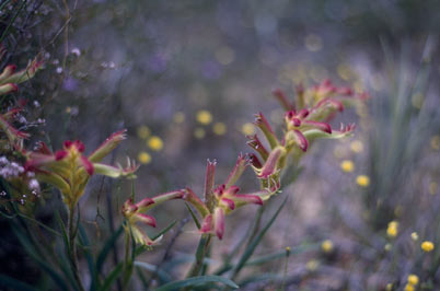 APII jpeg image of Anigozanthos humilis subsp. humilis  © contact APII