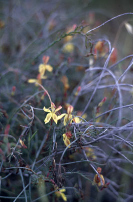 APII jpeg image of Lechenaultia linarioides  © contact APII