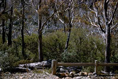 APII jpeg image of Eucalyptus coccifera,<br/>Nothofagus gunnii  © contact APII