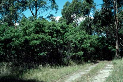 APII jpeg image of Acacia pubescens  © contact APII