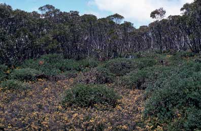 APII jpeg image of Eucalyptus kybeanensis,<br/>Bossiaea foliosa,<br/>Banksia canei  © contact APII