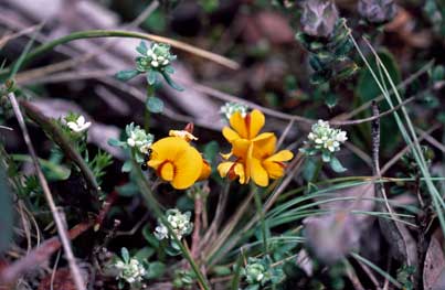 APII jpeg image of Pultenaea capitellata  © contact APII