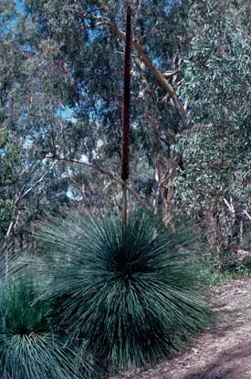 APII jpeg image of Xanthorrhoea glauca subsp. glauca  © contact APII