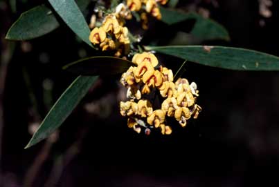 APII jpeg image of Daviesia laevis  © contact APII