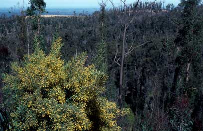 APII jpeg image of Daviesia laxiflora  © contact APII