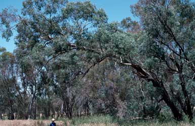 APII jpeg image of Eucalyptus cadens  © contact APII