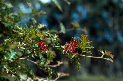 APII jpeg image of Grevillea montis-cole subsp. montis-cole  © contact APII