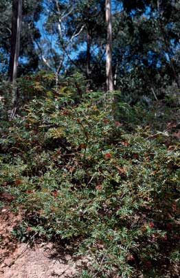 APII jpeg image of Grevillea montis-cole subsp. montis-cole  © contact APII