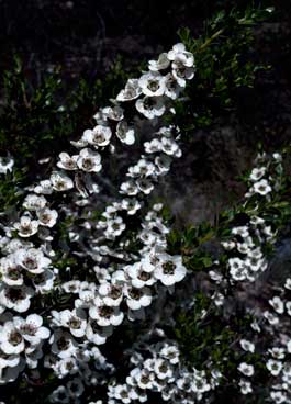 APII jpeg image of Leptospermum turbinatum  © contact APII