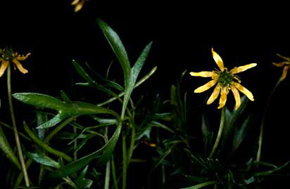 APII jpeg image of Ranunculus prasinus  © contact APII