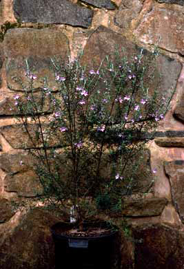 APII jpeg image of Westringia brevifolia var. raleighii  © contact APII