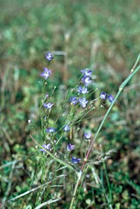 APII jpeg image of Wahlenbergia fluminalis  © contact APII