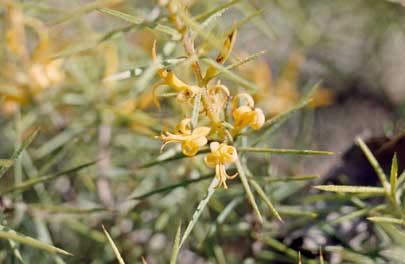 APII jpeg image of Persoonia juniperina  © contact APII