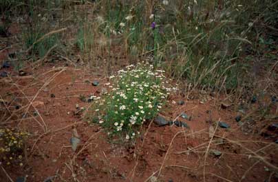 APII jpeg image of Minuria leptophylla  © contact APII