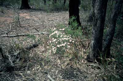 APII jpeg image of Olearia tenuifolia  © contact APII