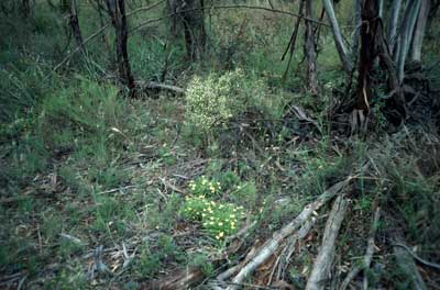 APII jpeg image of Pimelea flava subsp. dichotoma  © contact APII