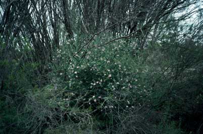 APII jpeg image of Westringia eremicola  © contact APII