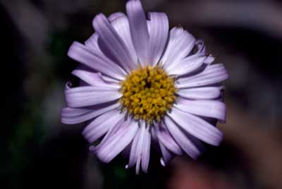 APII jpeg image of Olearia sp. Rhizomatica (I.R.Telford 11549)  © contact APII