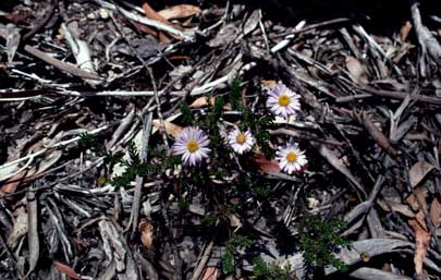 APII jpeg image of Olearia sp. Rhizomatica (I.R.Telford 11549)  © contact APII
