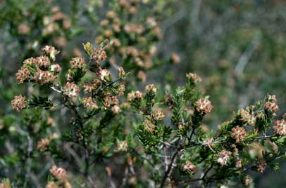 APII jpeg image of Kunzea rupestris  © contact APII