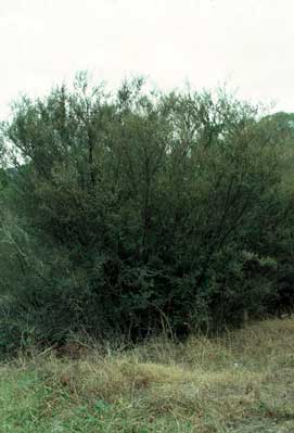 APII jpeg image of Leptospermum brevipes  © contact APII