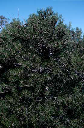 APII jpeg image of Hakea lissosperma  © contact APII