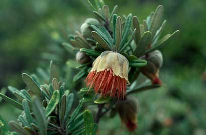 APII jpeg image of Diplolaena angustifolia  © contact APII