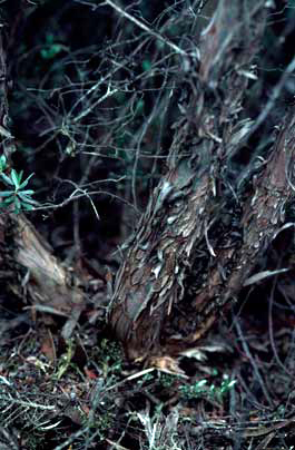 APII jpeg image of Leptospermum jingera  © contact APII