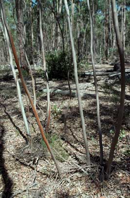 APII jpeg image of Eucalyptus infera  © contact APII