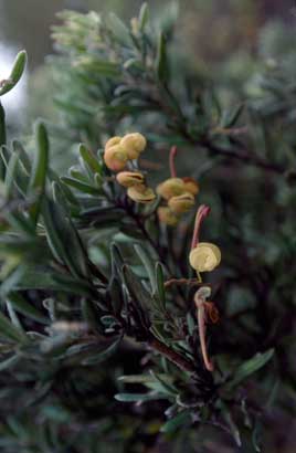 APII jpeg image of Grevillea lanigera  © contact APII