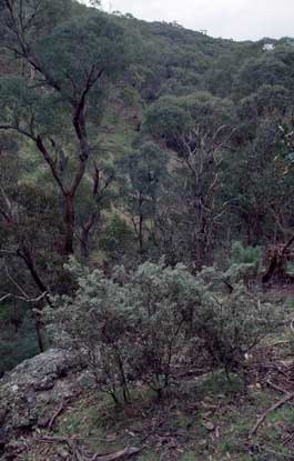 APII jpeg image of Grevillea  © contact APII