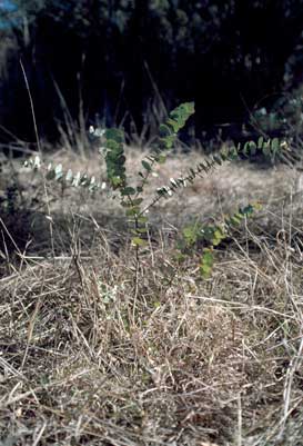 APII jpeg image of Eucalyptus bridgesiana  © contact APII