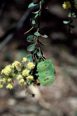 APII jpeg image of Acacia uncinata  © contact APII