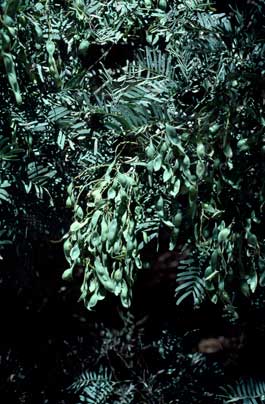 APII jpeg image of Acacia blayana  © contact APII
