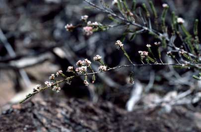 APII jpeg image of Micromyrtus striata  © contact APII