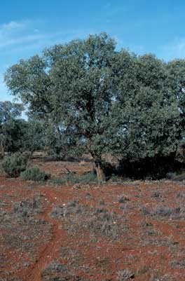 APII jpeg image of Alectryon oleifolius subsp. canescens  © contact APII