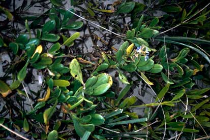 APII jpeg image of Scaevola calendulacea  © contact APII