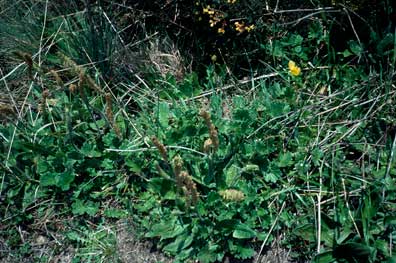 APII jpeg image of Plantago antarctica  © contact APII