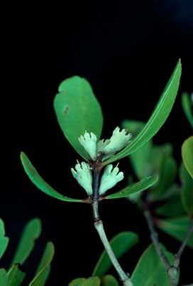 APII jpeg image of Osbornia octodonta  © contact APII